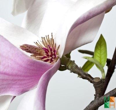 Trang trí phòng ngủ với tranh dán tường hoa mộc lan FW - 077