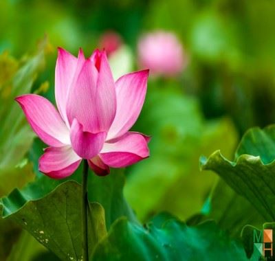 Trang trí phòng ngủ khách sạn 5 sao với tranh dán tường hoa sen FW - 273