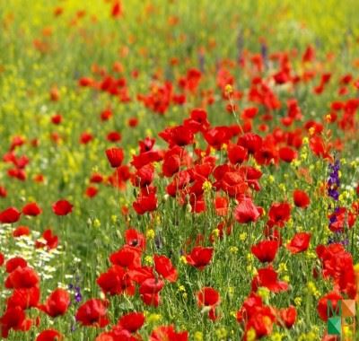 Tranh dán tường hoa poppy đẹp cho phòng ngủ khách sạn 3 sao FW - 251