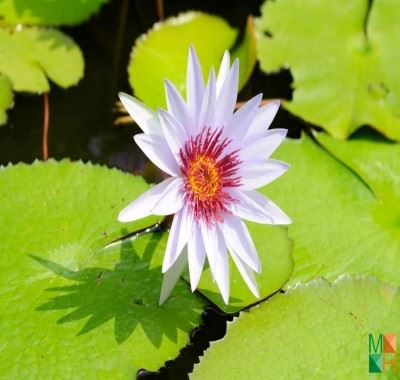 Tranh dán tường hoa súng 3d phòng ngủ khách sạn 3 sao FW - 231